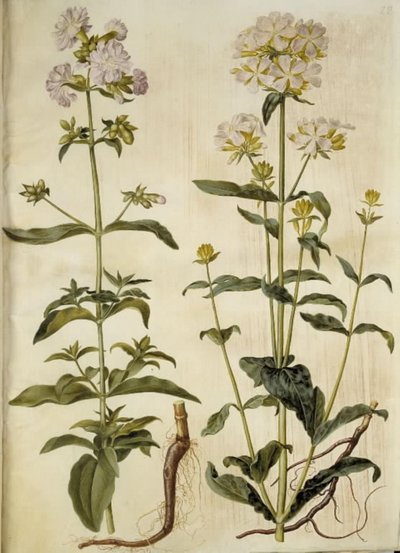 Saponaria officinalis (saponaria comune) da Hans Simon Holtzbecker