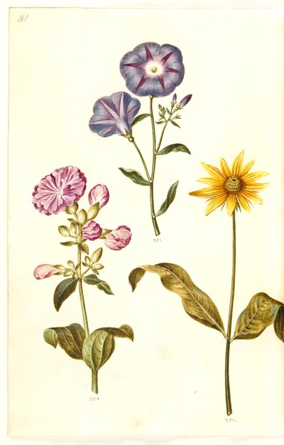 Saponaria officinalis (saponaria comune); Convolvulus tricolor (grembiule della vergine); Helianthus (?) (specie di girasole) da Hans Simon Holtzbecker