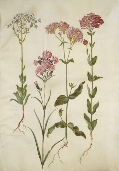 Saxifraga paniculata (sassifraga paniculata); Silene viscaria (viscaria comune); Silene armeria (silene armeria) da Hans Simon Holtzbecker