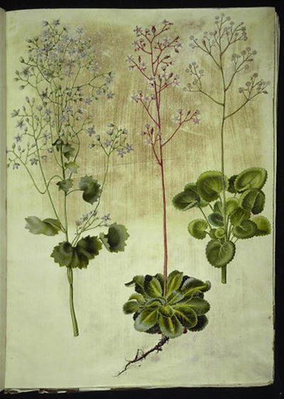 Saxifraga rotundifolia (sassifraga a foglie rotonde); Saxifraga umbrosa (sassifraga ombrosa); Saxifraga geum (fiore di porcellana) da Hans Simon Holtzbecker