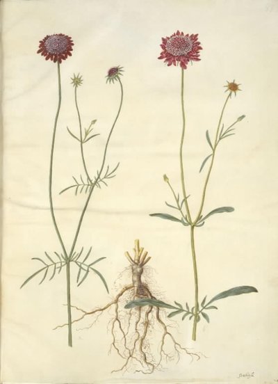 Scabiosa atropurpurea (enkeblomst) da Hans Simon Holtzbecker