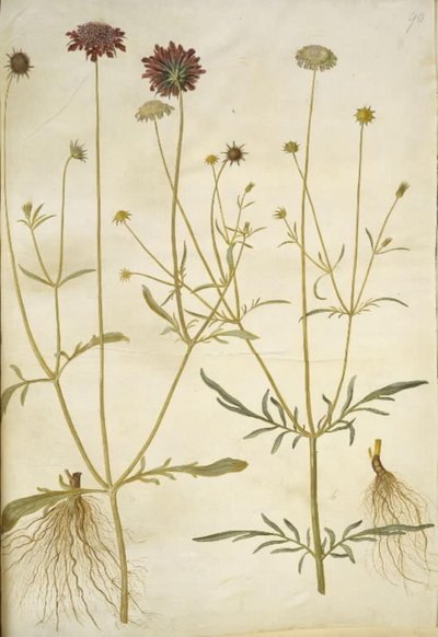 Scabiosa atropurpurea (fiore della vedova); Scabiosa columbaria (scabiosa colomba) da Hans Simon Holtzbecker