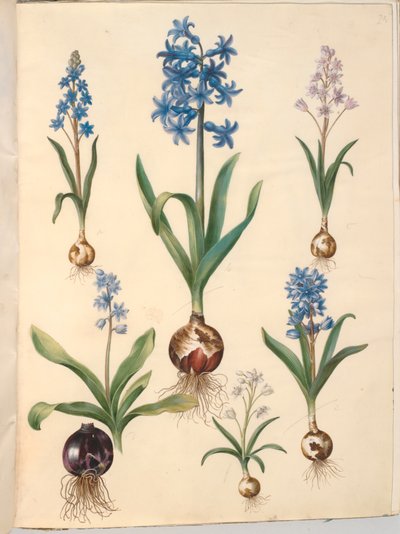 Scilla bifolia (scilla a due foglie); Hyacinthus orientalis (giacinto comune); Scilla amoena (scilla azzurra) da Hans Simon Holtzbecker