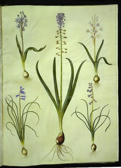 Scilla bifolia; Muscari comosum; Brimeura amethystina da Hans Simon Holtzbecker