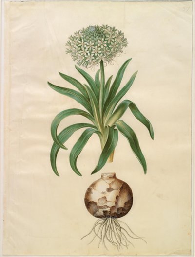 Scilla peruviana (scilla gigante) da Hans Simon Holtzbecker