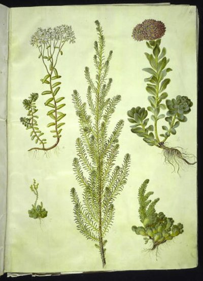 Sedum album; Sedum anacampseros; Sedum; Suaeda vera; Sedum rupestre da Hans Simon Holtzbecker