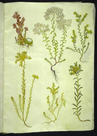 Sempervivum arachnoideum (sempervivum ragnatela); Sedum album (borracina bianca); Sedum acre (borracina acre); Sedum rupestre (borracina rupestre); Sedum sexangulare (borracina esagonale) da Hans Simon Holtzbecker
