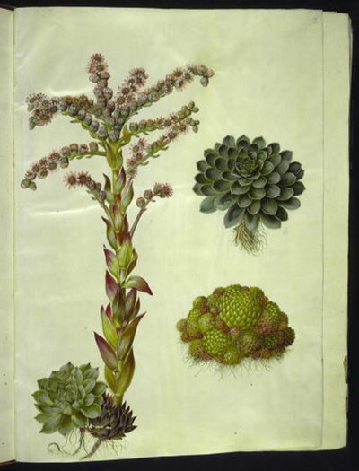 Sempervivum tectorum (semprevivo comune); Sempervivum montanum (semprevivo montano) da Hans Simon Holtzbecker