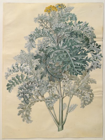 Senocio bicolor da Hans Simon Holtzbecker