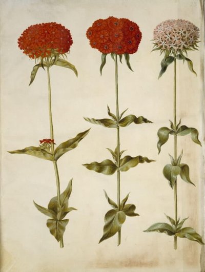 Silene chalcedonica (amore ardente) da Hans Simon Holtzbecker