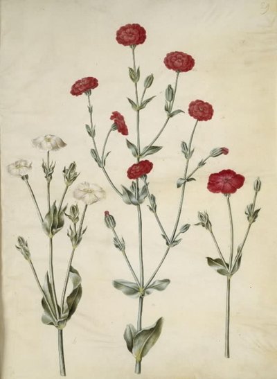 Silene coronaria (coronaria) da Hans Simon Holtzbecker