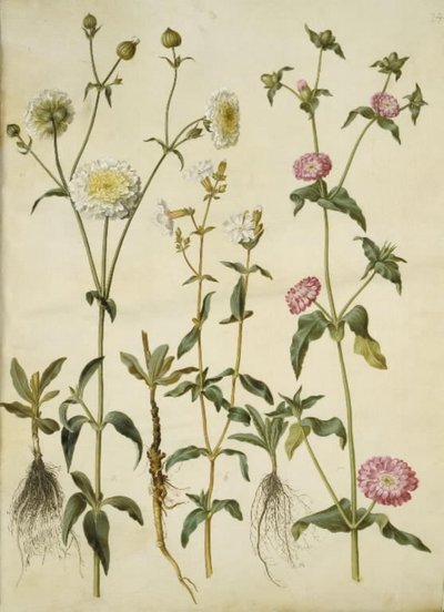 Silene latifolia; Silene dioica da Hans Simon Holtzbecker