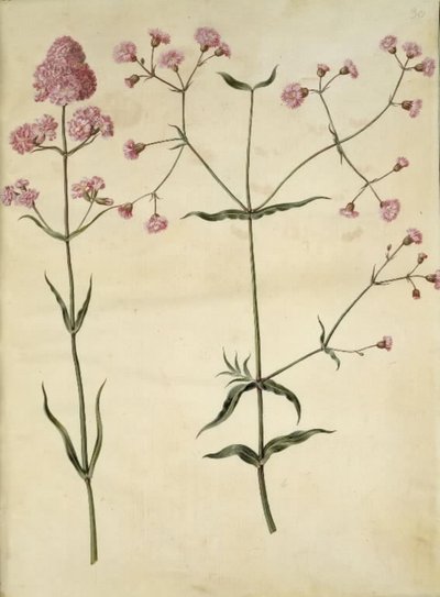 Silene viscaria; Silene da Hans Simon Holtzbecker