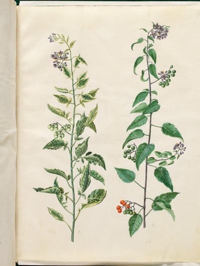 Solanum dulcamara (dulcamara) da Hans Simon Holtzbecker