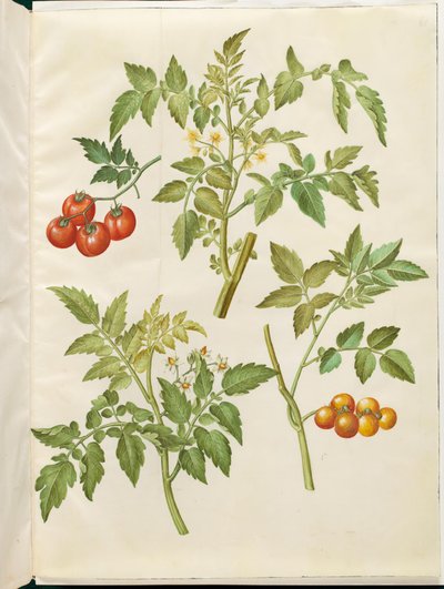 Solanum lycopersicum (pomodoro comune) da Hans Simon Holtzbecker