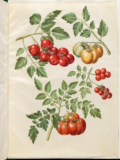 Solanum lycopersicum L. (pomodoro comune) da Hans Simon Holtzbecker
