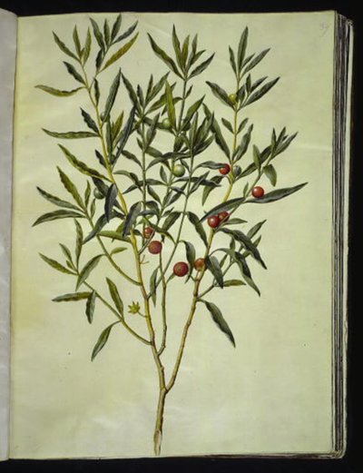 Solanum pseudocapsicum (corallo di Gerusalemme) da Hans Simon Holtzbecker