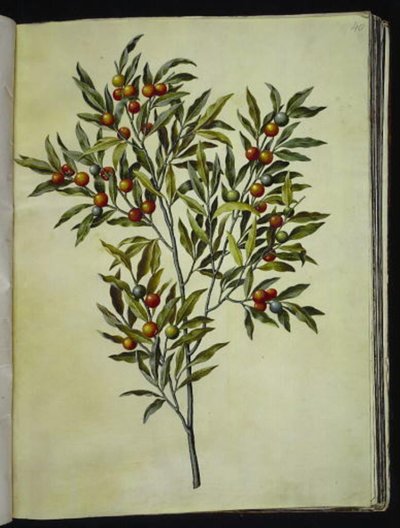 Solanum pseudocapsicum (corallo di Gerusalemme) da Hans Simon Holtzbecker