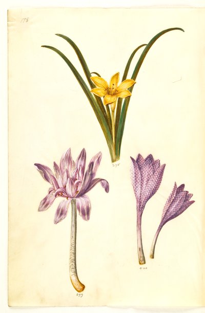 Sternbergia lutea (sternbergia comune); Colchicum autumnale (colchico autunnale); Colchicum variegatum (colchico variegato) da Hans Simon Holtzbecker
