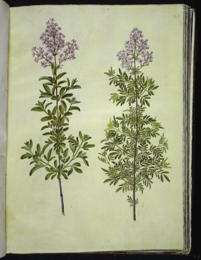 Syringa ×laciniata (lillà frangiato) da Hans Simon Holtzbecker