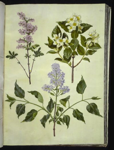 Syringa ×persica (lillà persiano); Philadelphus coronarius (filadelfo odoroso); Syringa vulgaris (lillà comune) da Hans Simon Holtzbecker