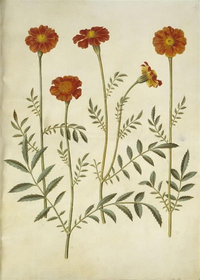Tagetes patula (fiore di velluto aperto) da Hans Simon Holtzbecker