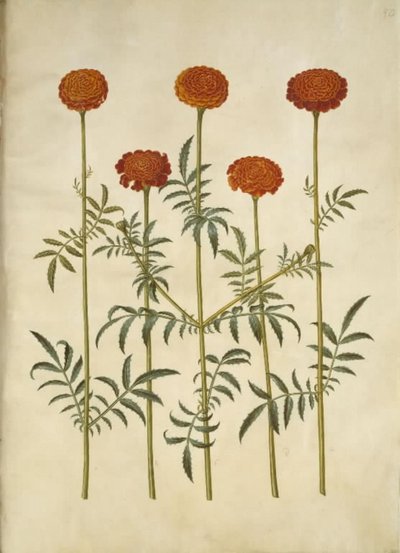 Tagetes patula (fiore di velluto espanso) da Hans Simon Holtzbecker