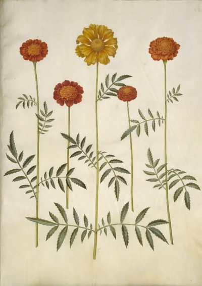 Tagetes patula da Hans Simon Holtzbecker