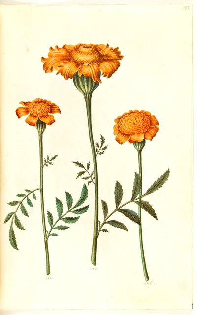 Tagetes patula da Hans Simon Holtzbecker