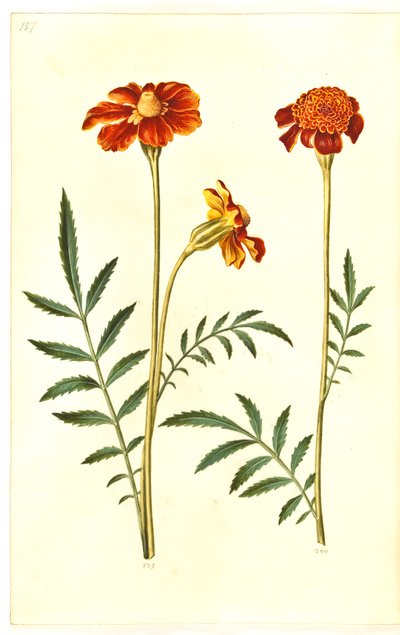 Tagetes patula (tagete eretto) da Hans Simon Holtzbecker