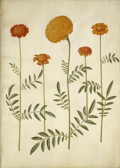 Tagetes patula; Tagetes erecta da Hans Simon Holtzbecker