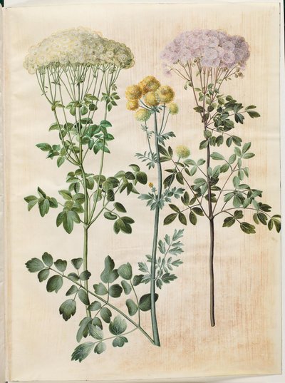 Thalictrum aquilegiifolium; Thalictrum flavum da Hans Simon Holtzbecker