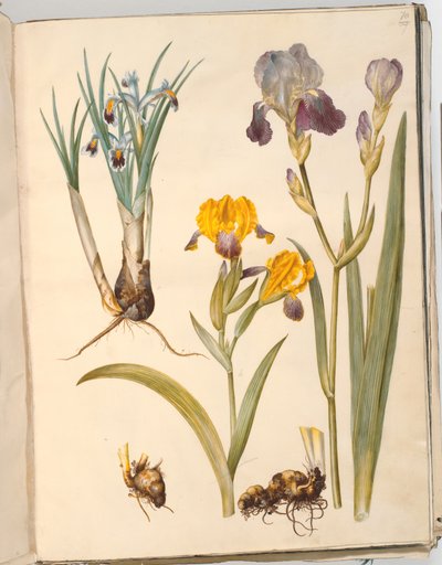 Iris persica (iris persiano); Iris variegata (iris variegato); Iris ×sambucina (iris sambucina) da Hans Simon Holtzbecker