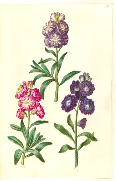 Frontespizio. Corona di fiori da Hans Simon Holtzbecker