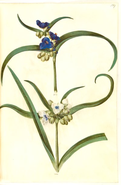 Tradescantia virginiana o Tradescantia ohiensis (?) da Hans Simon Holtzbecker