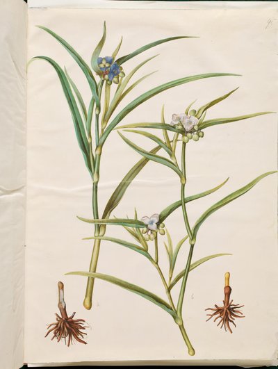Tradescantia virginiana o Tradescantia ohiensis (fiore di giudeo o fiore di giudeo dell