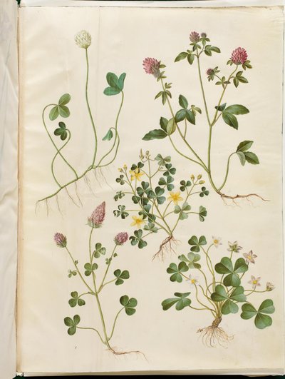 Trifolium repens (trifoglio bianco); Trifolium pratense (trifoglio rosso); Oxalis corniculata (acetosella strisciante); Trifolium incarnatum (trifoglio incarnato); Oxalis acetosella (acetosella dei boschi) da Hans Simon Holtzbecker