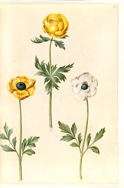 Trollius europaeus (botton d