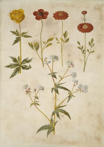 Trollius europaeus; Ranunculus asiaticus; Ranunculus aconitifolius da Hans Simon Holtzbecker