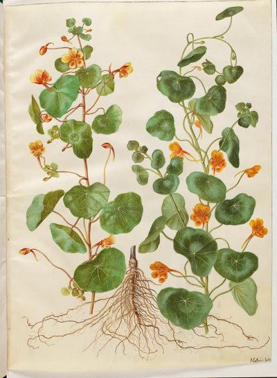 Tropaeolum minus da Hans Simon Holtzbecker