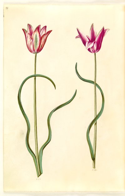Tulipa clusiana (tulipano di Clusius) da Hans Simon Holtzbecker