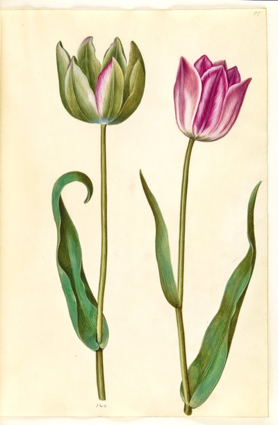 Tulipa gesneriana da Hans Simon Holtzbecker