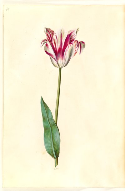 Tulipa gesneriana (tulipano da giardino) da Hans Simon Holtzbecker