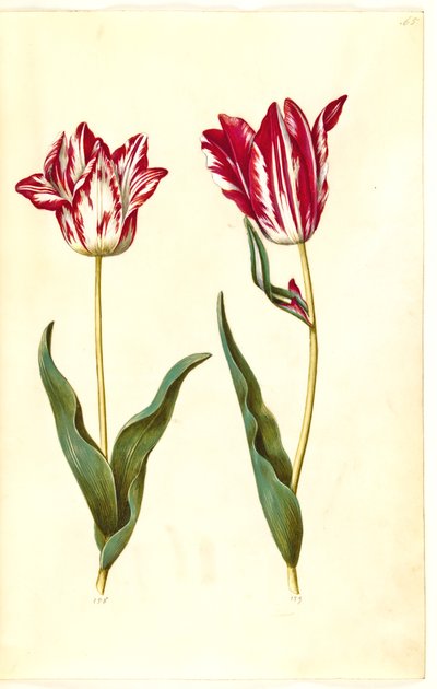 Tulipa gesneriana (tulipano da giardino) da Hans Simon Holtzbecker