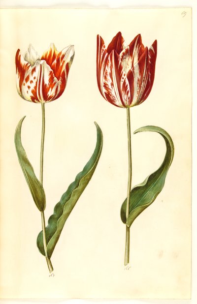 Tulipa gesneriana (tulipano da giardino) da Hans Simon Holtzbecker
