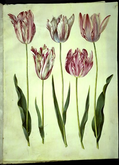 Tulipa gesneriana (tulipano da giardino) da Hans Simon Holtzbecker