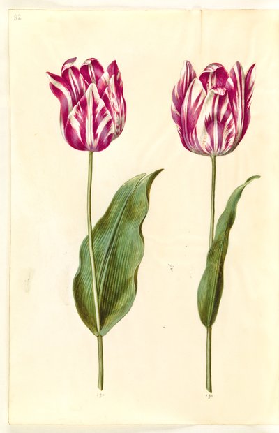 Tulipa gesneriana (tulipano da giardino) da Hans Simon Holtzbecker