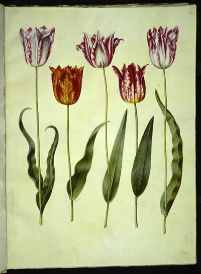 Tulipa gesneriana (tulipano da giardino) da Hans Simon Holtzbecker