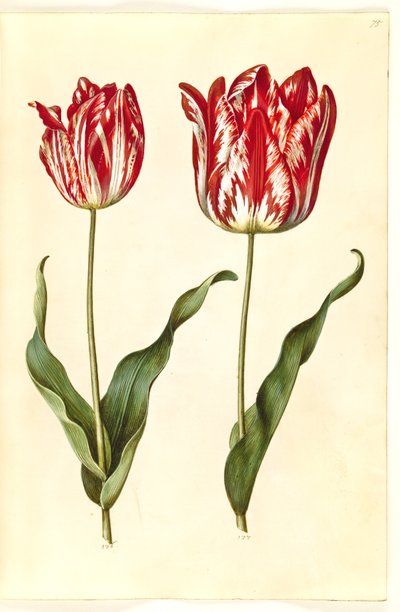 Tulipa gesneriana (tulipano da giardino) da Hans Simon Holtzbecker