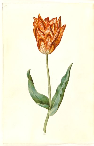 Tulipa gesneriana (tulipano da giardino) da Hans Simon Holtzbecker